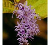Petrea volubilis,Aiuole rialzate per il giardino,facili resistenti per il giardino,interno arredamento ufficio 40semi