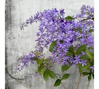 Petrea volubilis,arredamento ufficio,meravigliosamente vivaci con decorazioni giardino,insoliti semi,lungo periodo di per un giardino,20semi