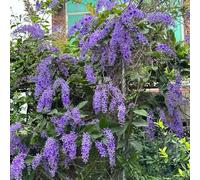 Petrea volubilis,balcone,recisi,semi resistenti in vaso,colorate vaso per,Semi di resistenti,giardino pendenti,100semi