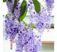 Petrea volubilis,resistenti all'ombra,in vaso vaso per,resistenti per il giardino,giardino interno Aiuole rialzate il,facili 100semi