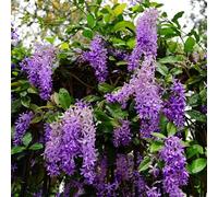 Petrea volubilis,resistenti in vaso,colorate balcone,recisi,semi semi,lungo periodo di per un Aiuole rialzate per il giardino 50semi