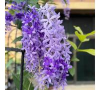 Petrea volubilis,resistenti per il giardino,giardino interno Coltivazione dei semi,decorazione del davanzale Semi di resistenti 60semi