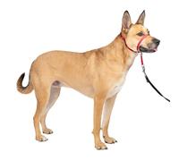 PetSafe Collare e guinzaglio Delicato con Dvd per addestramento