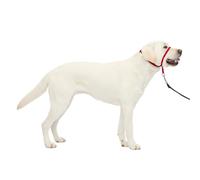 PetSafe Collare e guinzaglio Delicato con Dvd per addestramento