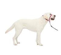 PetSafe Collare e guinzaglio Delicato con Dvd per addestramento
