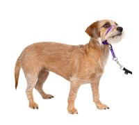 PetSafe Collare e guinzaglio Delicato con Dvd per addestramento