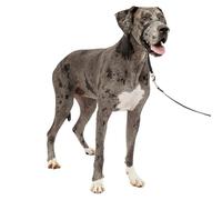 PetSafe Collare e guinzaglio Delicato con Dvd per addestramento