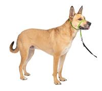PetSafe Collare e guinzaglio Delicato con Dvd per addestramento