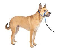 PetSafe Collare e guinzaglio Delicato con Dvd per addestramento
