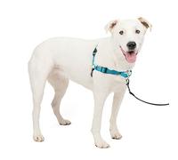 PetSafe Deluxe Easy Walk - Pettorina per cani con anello a D che ferma la trazione - Aiuto per l'allenamento e il comportamento - Riflettività migliora la visibilità in condizioni di scarsa illuminazione - Imbottitura confortevole - Ocean/Nero - M/L