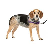 PetSafe Easy Walk Imbracatura per Cani