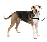 PetSafe Easy Walk - Pettorina per Cani Anti-Tiro, Nero, XL