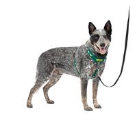 PetSafe Easy Walk - Pettorina per cani con imbottitura completa, per passeggiate migliori al primo utilizzo, 5 punti di regolazione, taglia M/L, colore: verde