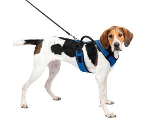 PetSafe EasySport - Pettorina per Cani dotata di Tessuto Imbottito Resistente, con Scollatura Elastica Regolabile, Attacco Posteriore per Guinzaglio e Dettagli Riflettenti - Blu - L