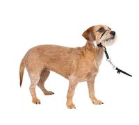 PetSafe - Pettorina Easy Walk