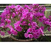 Petsdelite® 20 Lewisia,Cotyledon Rosso Viola, Eccellente in Contenitori