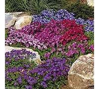 Petsdelite® - Semi di roccia per crescere da roccia, 50 pezzi, colore: Royal Mix (Aubrieta Hybrida) Seeds ONLY