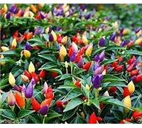 Petsdelite® Vietnamita Multi Color Peperoncino Peperoncino 25 Semi (Capsicum Annuum) Grande in contenitore