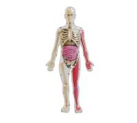 PETSOLA Dettagli Ossei Modello Luminescente Del Corpo Umano Modello Corporeo Smontabile Materiale Didattico Facile da Osservare per Insegnanti, Classe, Modello Anatomico Assemblato