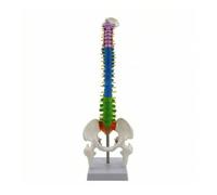 PETSOLA Modello della Colonna Vertebrale Didattico Modello di Spina Dorsale con Supporto Umano per Medici, 45 Cm, Colonna Vertebrale Colorata, Modello Verticale con Vertebre Lombari Rigide