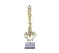 PETSOLA Modello della Colonna Vertebrale Didattico Modello di Spina Dorsale con Supporto Umano per Medici, 45 Cm, Colonna Vertebrale con Bacino, Modello Verticale con Vertebre Lombari Rigide