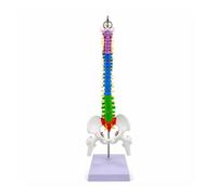 PETSOLA Modello della Colonna Vertebrale Didattico Modello di Spina Dorsale con Supporto Umano per Medici, 45 Cm, Colonna Vertebrale Colorata, Modello Sospeso con Vertebre Lombari Flessibili