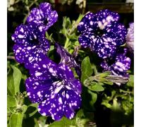 petunia - balcone giardino esotico in miniatura per i luoghi rari 320semi