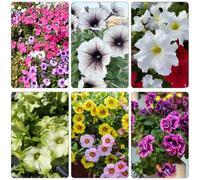 petunia balcone parterre di giardino selvatico balcone semi selvatico arbusto farfalle semi interni tagliati bonsái interni giardino 850pcs