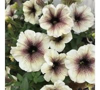 petunia da giardino rocce tagliate arbusto farfalle giardino Copertura perenne resistente semi interni balcone parterre 800pcs