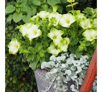 petunia decorazioni giardino per esterni balcone letti elevati semi di semi interni tagliati scalapante giardino 250pcs