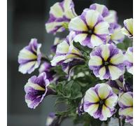 petunia - giardino roccioso balcone rari autunnali per i luoghi del 170semi