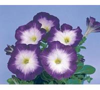 Petunia Merlin Morn Blu Seed Seeds ONLY