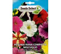 PETUNIA NANA COMPATTA MISCUGLIO SEMI IN BUSTINA