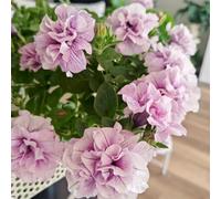 petunia - petunie giardino interni giardino reale rocce tagliate primavera estate selvatici balcone semi 550pcs