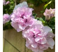 petunia - petunie vaso semi resistenti vaso balcone tetti verdi selvatici 100pcs