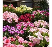 petunia raro giardino resistenti interno in vaso 85semi
