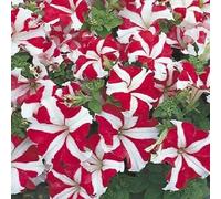 PETUNIA RED STAR PRIO - 15 semi - Multiflora - Toleranto del tempo compatto - Seeds ONLY
