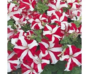 PETUNIA RED STAR PRIO - 15 semi - Multiflora - Toleranto del tempo compatto - Seeds ONLY