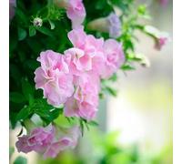 petunia resistenti varietà antiche interno balcone giardino 40semi
