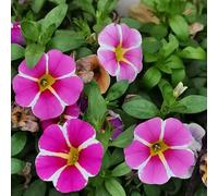 petunia - selvatici rari giardino balcone roccioso esotico in per i 500semi