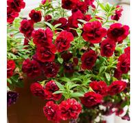 petunia semi di selvatico giardino interno giardino rocce balcone parterre reale Cobertura 900pcs