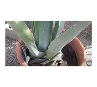 Pezzi - 10x Agave Atrovirens Oaxaca Giungla Gigante Agave Giardino Piante - Seme ID658 - Seeds & Plants Shop by Ipsa