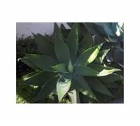 Pezzi - 10x Agave Attenuata - Drachenbaumagave Perenne Piante - Seme ID1628 - Seeds & Plants Shop by Ipsa