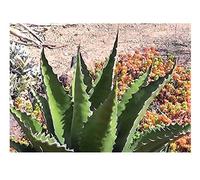 Pezzi - 10x Agave Gentryi Resistenti Alf Reddo Velocemente Crescita Piante - Seme B1881 - Seeds & Plants Shop by Ipsa