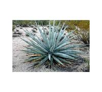 Pezzi - 10x Agave Moranii Agave Giardino Piante - Seme ID705 - Seeds & Plants Shop by Ipsa