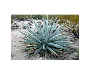 Pezzi - 10x Agave Moranii Agave Giardino Piante - Seme ID705 - Seeds & Plants Shop by Ipsa
