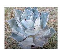 Pezzi - 10x Agave Parryi Var. Truncata Agave Giardino Piante - Seme ID716 - Seeds & Plants Shop by Ipsa