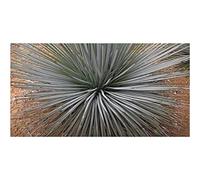 Pezzi - 10x Agave Striata Subsp. Striata Espadin Agave Giardino Piante - Seme ID738 - Seeds & Plants Shop by Ipsa