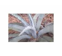 Pezzi - 10x Agave Xylonacantha Blue Blaublättrige Agave Piante - Seme ID1776 - Seeds & Plants Shop by Ipsa