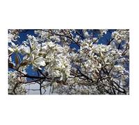 Pezzi - 10x Amelanchier Canadensis Canadese Felsenbirne Frutta - Seme ID236 - Seeds & Plants Shop by Ipsa
